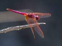 Trithemis annulata Birecik gravel pits, Turkey 20120628C 200