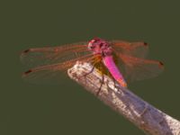 Trithemis annulata Birecik gravel pits, Turkey 20120628C 206