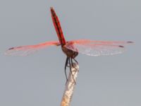 Trithemis annulata male Laloumas reservoir, Crete, Greece 20130710B 014