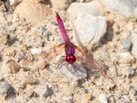 Trithemis annulata male Potamoi dam, Crete, Greece 20110928C (111)