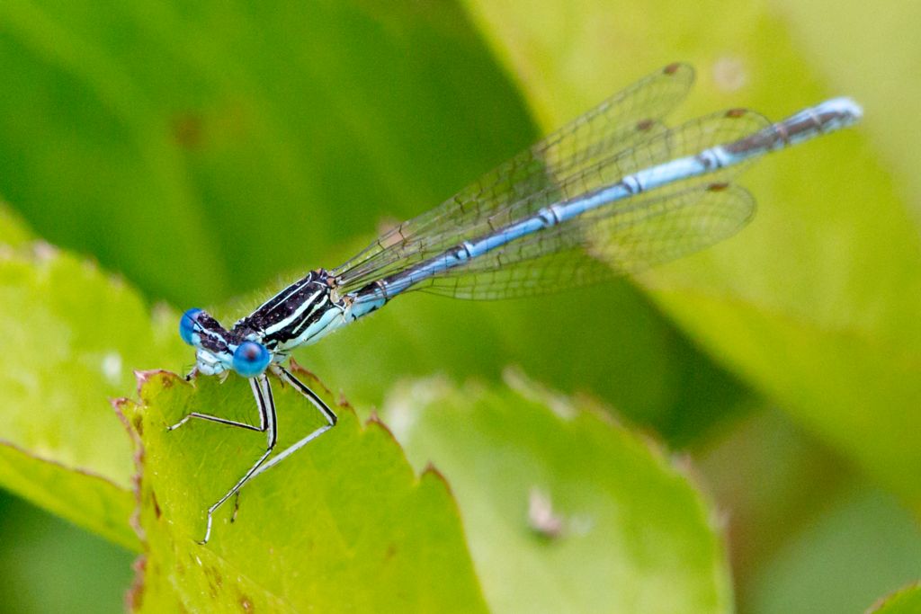 Platycnemis pennipes - Blue Featherleg - Flodflickslända