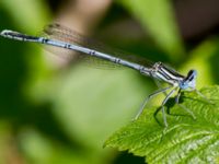 Platycnemis pennipes Natthall, Klippan, Skåne, Sweden 20130606-240