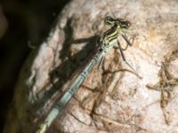 Platycnemis pennipes Natthall, Klippan, Skåne, Sweden 20130606-302