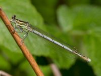 Platycnemis pennipes Natthall, Klippan, Skåne, Sweden 20130606B-261