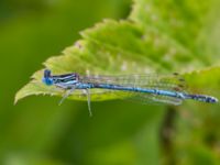 Platycnemis pennipes male Stockamöllan, Eslöv, Skåne, Sweden 20130717B-36