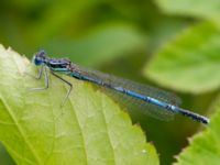 Platycnemis pennipes male Stockamöllan, Eslöv, Skåne, Sweden 20130717B-44