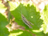 Chorthippus biguttulus Hed N Smergelgatan, Höganäs, Skåne, Sweden 20180702_0133