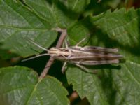 Chorthippus biguttulus Hed N Smergelgatan, Höganäs, Skåne, Sweden 20180702_0135