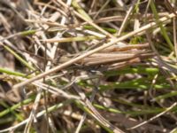 Chorthippus biguttulus Vombs vattenverk, Lund, Skåne, Sweden 20240730_0197