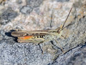 Chorthippus brunneus - Common Field Grasshopper - Backgräshoppa