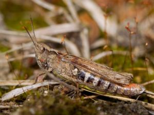 Chorthippus brunneus-biguttulus