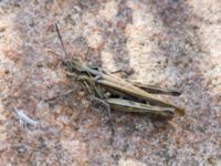 Chorthippus brunneus-biguttulus Hamnen, Klagshamns udde, Malmö, Skåne, Sweden 20160824_0004