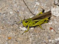 Mecostethus grossus male Dammen, Ivö klack, Ivön, Kristianstad, Skåne, Sweden 20150820_0018