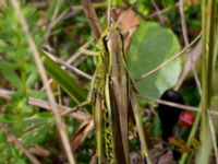 Mecostethus grossus male Hunneröds mosse, Svedala, Skåne, Sweden 20160714_0045