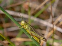 Mecosthetus grossus 1,0 km NE Tåstarps kyrka, Ängelholm, Skåne, Sweden 20180711_0088