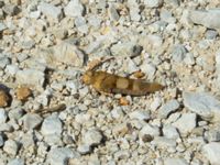 Oedipoda caerulescens Strinylas, Corfu, Greece 20100917B 527