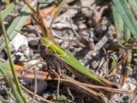 Omocestus viridulus female Skanörs ljung, Falsterbohalvön, Vellinge, Skåne, Sweden 20160811_0003