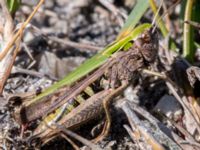 Omocestus viridulus female Skanörs ljung, Falsterbohalvön, Vellinge, Skåne, Sweden 20160811_0010