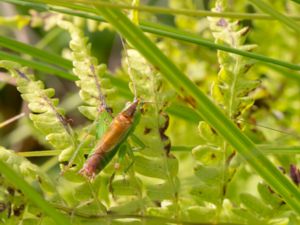 Conocephalus dorsalis - Sävvårtbitare