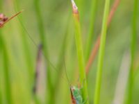 Conocephalus dorsalis male Dagshög, Torekov, Båstad, Skåne, Sweden 20180718B_0087