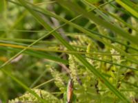 Conocephalus dorsalis male Lyngsjön, Kristianstad, Skåne, Sweden 20170719_0152