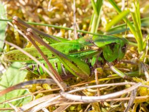 Decticus verrucivorus - Wart-biter Cricket - Större vårtbitare