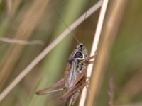 Metrioptera roeselii male V hamnen, Smygehuk, Trelleborg, Skåne, Sweden 20240730_0119