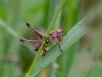 Pholidoptera griseoaptera Tittentevägen, Svedala, Skåne, Sweden 20160617B_0077