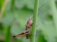 Pholidoptera griseoaptera Tittentevägen, Svedala, Skåne, Sweden 20160617B_0079