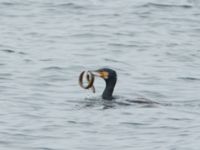 Anguilla anguilla et Phalacrocorax carbo Lernacken, Malmö, Skåne, Sweden 20180313_0014