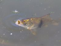 Carassius gibelio Vintrie N damm 20120725 060