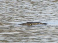 Cyprinus carpio Husie mosse, Malmö, Skåne, Sweden 20160503B_0038