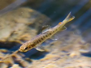 Salmo trutta - Brown Trout - Öring