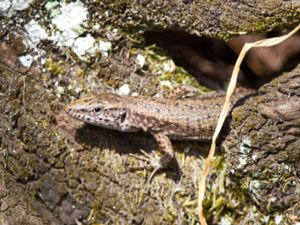 Hellenolacerta graeca - Greek Rock Lizard