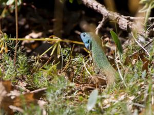 Lacerta viridis - Eastern Green Lizard - Smaragdödla