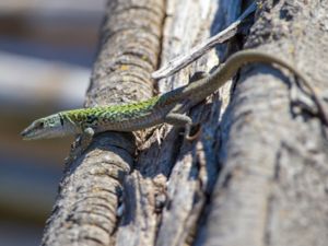 Podarcis sicula - Italian Wall Lizard - Ruinödla