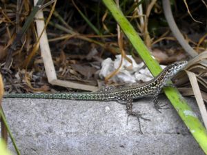 Podarcis tiliguerta - Tyrrhenian Wall Lizard