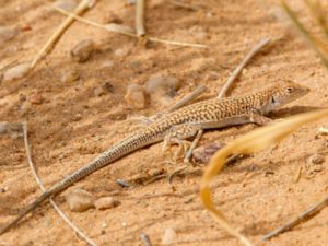 Acanthodactylus scutellatus - Nidua Fringe-fingered Lizard