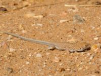 Acanthodactylus scutellatus Oued Jenna, Awsard Road, Western Sahara, Morocco 20180220_0096