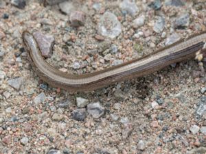 Anguis fragilis - Slow Worm - Kopparödla