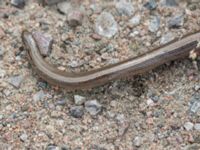 Anguis fragilis Snörum, Västervik, Småland, Sweden 20150712_0554