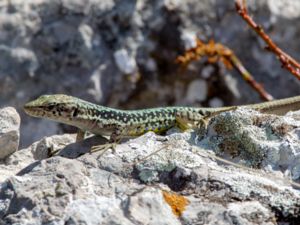 Darevskia armeniaca - Armenian Lizard