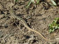 Darevskia daghestanica Kuro N, Stepantsminda, Mtskheta-Mtianeti, Georgia 20180424_2632