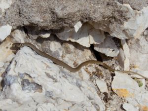 Dolichophis jugularis - Large Whip Snake