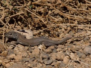 Gallotia atlantica - Atlantic Lizard