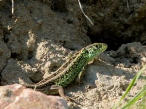 Lacerta agilis - Sand Lizard - Sandödla