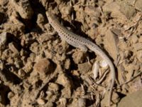 Lacerta agilis Kapsel Ilgeri, Sudak, Crimea, Russia 20150918_0089-1