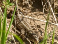 Lacerta agilis ad female Husie mosse, Malmö, Skåne, Sweden 20160508_0162