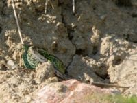 Lacerta agilis ad male Husie mosse, Malmö, Skåne, Sweden 20160511_0032