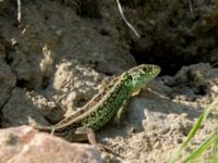 Lacerta agilis ad male Husie mosse, Malmö, Skåne, Sweden 20160511_0035